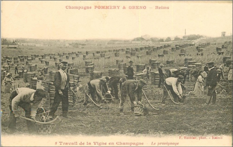 Figure 16a. Carte postale présentant l&apos;utilisation de la houe pour le provignage : « Travail de la Vigne en Champagne, Le provignage, Champagne Pommery et Greno ».