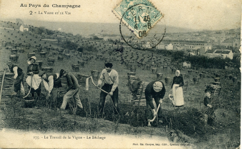 Figure 16b. Carte postale présentant l&apos;utilisation de la houe pour le bêchage : « Le travail de la vigne, Le bêchage ».
