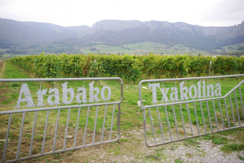 Vignobles de la DOArabako Txakolina dans le village de Artomaña, dans la commune de Amurrio