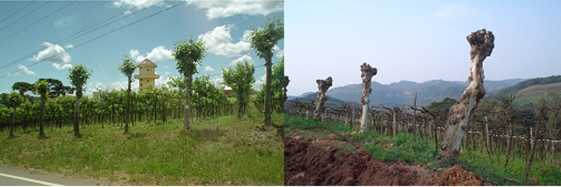 Figure 2 – Le vignoble du Vale dos Vinhedos : repères d’un héritage étrusque