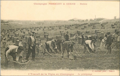 Figure 16a. Carte postale présentant l'utilisation de la houe pour le provignage : « Travail de la Vigne en Champagne, Le provignage, Champagne Pommery et Greno ».
