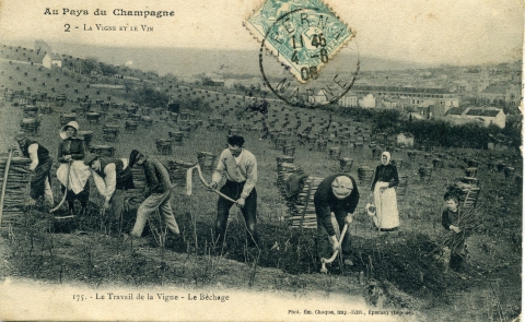 Figure 16b. Carte postale présentant l'utilisation de la houe pour le bêchage : « Le travail de la vigne, Le bêchage ».