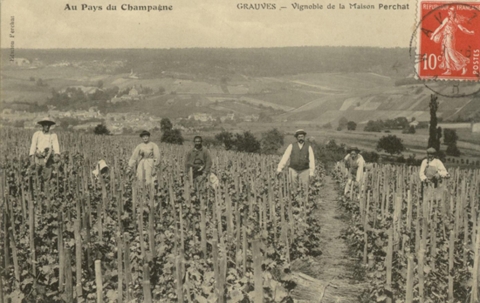 Figure 17b. Carte postale présentant des vignes implantées en « foule » : Au pays du Champagne, Grauves, Vignoble de la Maison Perchat