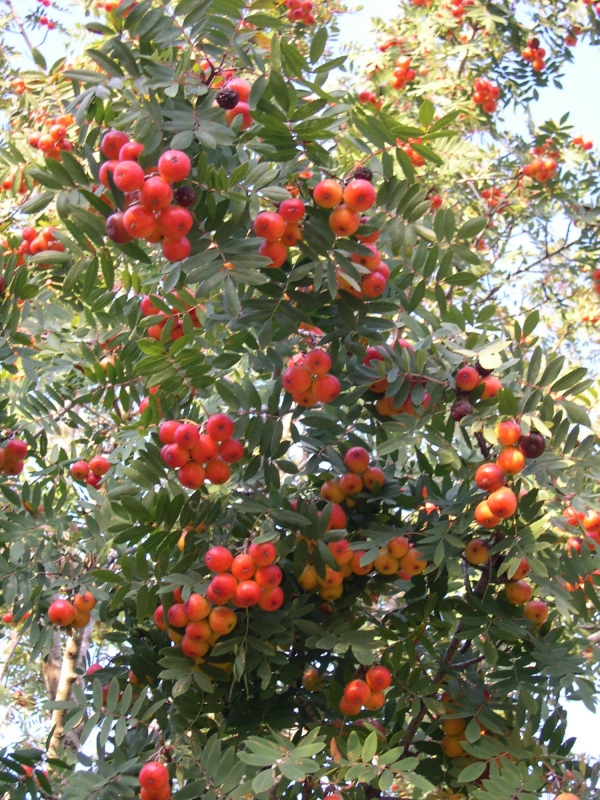 Fig. 4. Un des ingrédients du raspato en Italie : le cormier. Les fruits tanniques du cormier (Sorbus domestica) étaient ajoutés au raspato en Italie pour le clarifier et le coller.