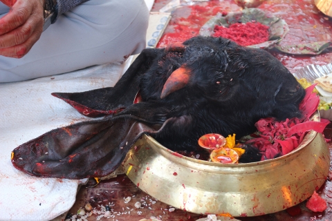 Fig 5. The head of a sacrificed black goat is offered to a deity (here a funeral guthi deity), Panauti.
