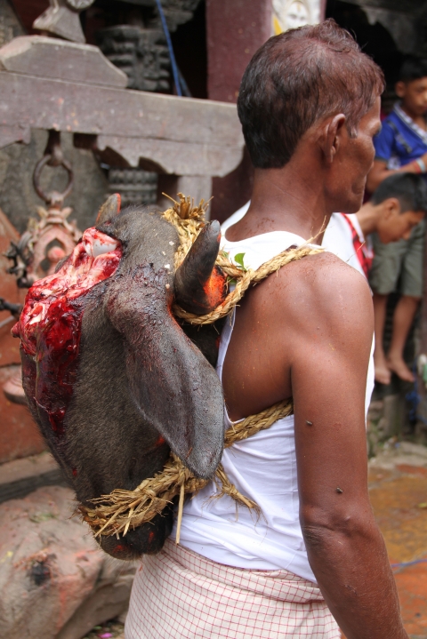 Fig 9. Jyāpu farmer carrying the head of a sacrificed buffalo on his back during the main festival, deś jātrā, of Khokana village, Lalitpur District, celebrated in honour of the local goddess Śikālī (Rudrāyaṇī) in October 2012.