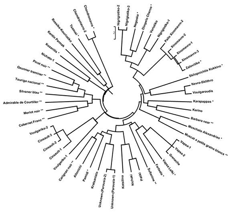 Figure 1 : dendrogram based on 10 SSRs showing the genetic relationship among the 53 grapevine varieties analysed in the current study