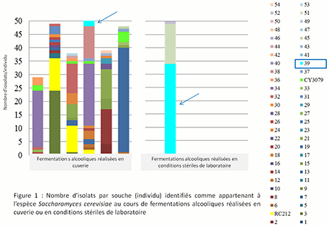 Figure 1 : nombre d’isolat par souche (individu) identifiés comme appartenant à l’espèce Saccharomyces cerevisiae au cours de fermentations alcooliques réalisées en cuverie ou en conditions stériles de laboratoire