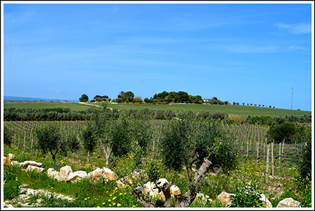 Paysage viticole, Noto. Cliché de l’auteur