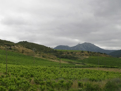 Image 11. Le vignoble de La Rioja (Espagne).