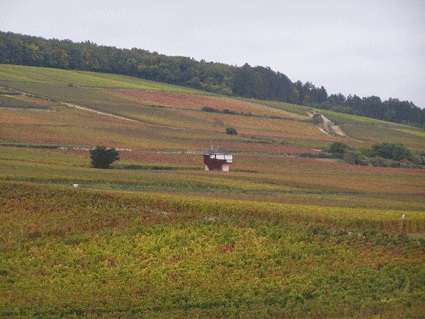 Image 14. Les vignes de Bourgogne (France).