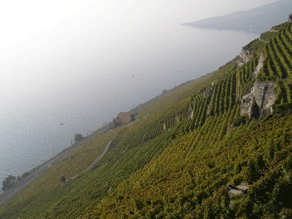 Image 9. Le vignoble de Lavaux (Suisse).