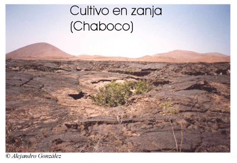 Foto 14. Cultivo en Chaboco. Masdache, Lanzarote