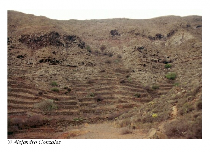 Foto 17. Beberos y traveseros en el valle de Temisas. Lanzarote.