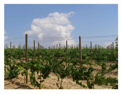 Vignes de la région du Penedès, où il y a trois Appellations d’Origine Contrôlée superposées : Penedès, Catalunya, Cava.