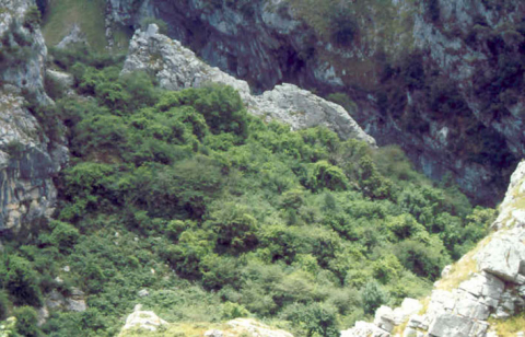 Population de vigne sauvage mixte, en position colluviale y alluviale (Gorge de Cares, Asturies)