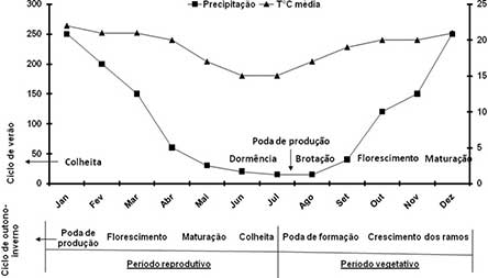 Figure 1. Évolution de la température et des précipitations moyennes pendant le cycle de production du raisin en été et en hiver dans la municipalité de Três Corações, Minas Gerais.