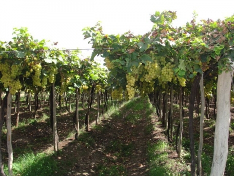Figure 1. Cépage Moscato Itália planté en pergola, dans une entreprise vinicole située dans la municipalité de Casa Nova – BA.