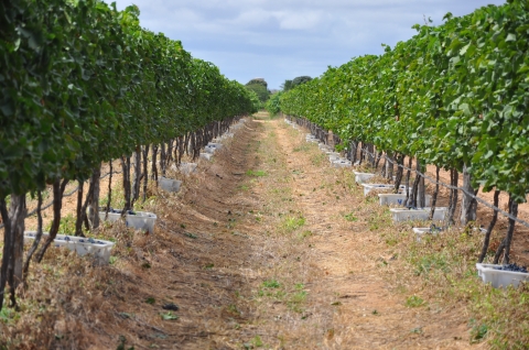 Figure 3. Cépage Tempranillo conduit en espalier, pendant les vendanges, dans une entreprise vinicole de la municipalité de Lagoa Grande – PE.