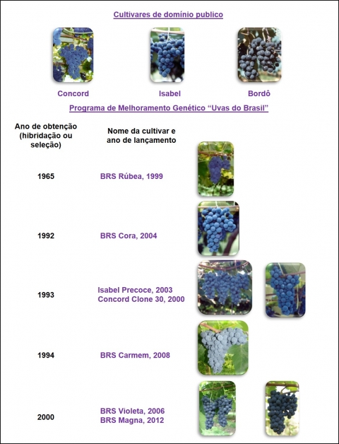 Figure 2. Panel brésilien de variétés de raisins pour l’élaboration de jus.