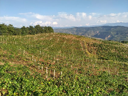 Image 1: General view of the vineyard. 