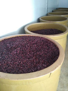 Image 2: 600 Lt. Clay pots (Fermentation vessels).