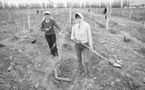 Appendice 1: Unearthing buried vines during springtime in a XiBei vineyard.