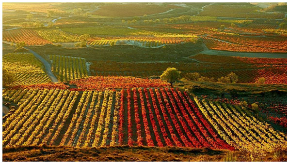 Illustration 2. Paysage caractéristique de vignoble en Rioja 
