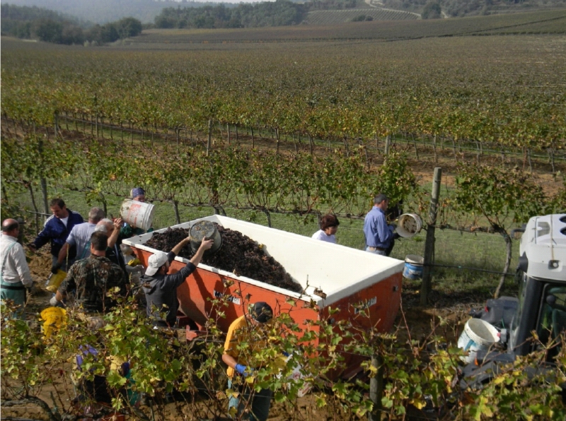 Figures 13 et 14 – Deux images de la vendange des grappes destinés à la production de la variété « muffa nobile » effectuée dans la zone de l’Orvieto Classico le 22 et 23 octobre 2013 (Photo : Donata Castagnoli, 2013).