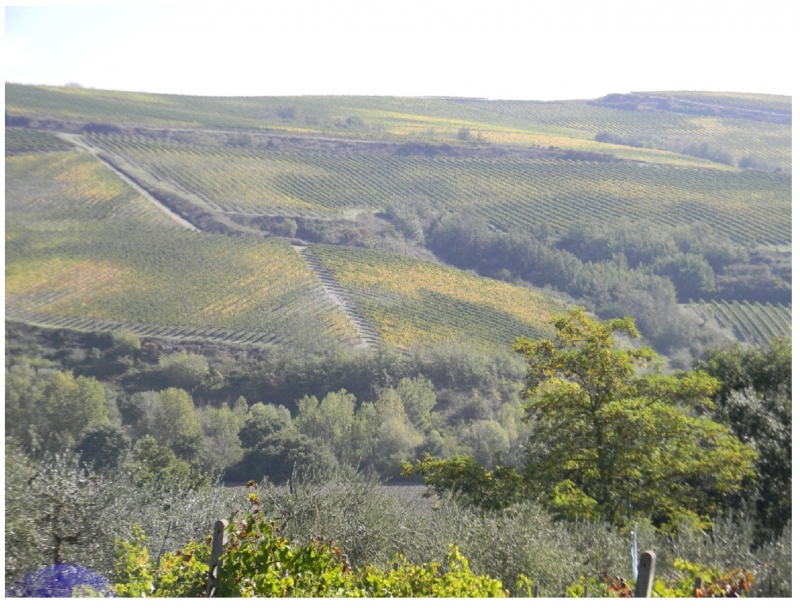 Figure 7 – Dans le territoire d’Orvieto la surface viticole est occupée presque entièrement par des vignobles à culture spécialisée. La continuité territoriale ne s’interrompe qu’à cause de quelque obstacle morphologique. (Photo : Donata Castagnoli, 2013)