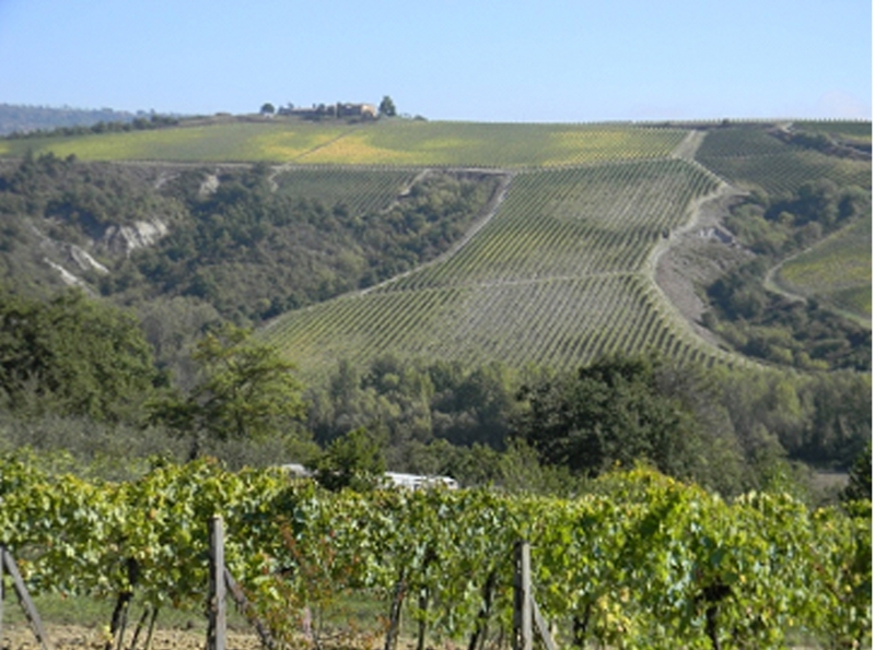 Figure 8 – Les sols argileux sont particulièrement visibles dans les zones les plus érodée des vignobles où émergent des variations de couleur. (Photo : Donata Castagnoli, 2013)