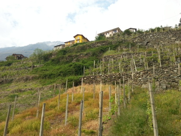 Figure 3 – Une portion u coteau en terrasses en cours de rénaturalisation dans la commune de Mello (SO). Il faut noter qu’il y a encore des vignobles en cultures à la gauche et à la droite des terrasses abandonnées. (Photo de l’auteur).