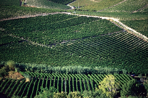 La viticulture dans les alentours de Ricaldone (arrondissement de Acqui). La zone de production du « Brachetto » et du « Moscato ».