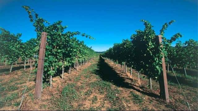 La viticulture dans la zone de production du « Cortese » (dans les alentours de Novi).