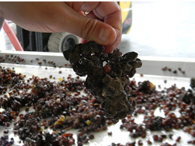 Fig. 10 - Dettaglio di un grappolo particolarmente ben attaccato dalla muffa nobile, selezionato in azienda dal rullo su cui viene controllata l’uva appena raccolta.