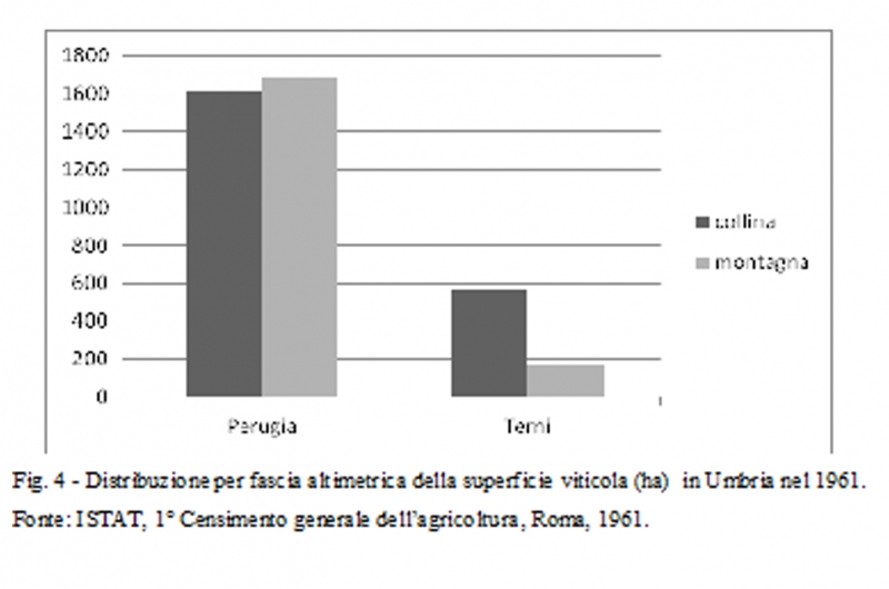 Fig. 4 - Distribuzione per fascia altimetrica della superficie viticola (ha) in Umbria nel 1961.