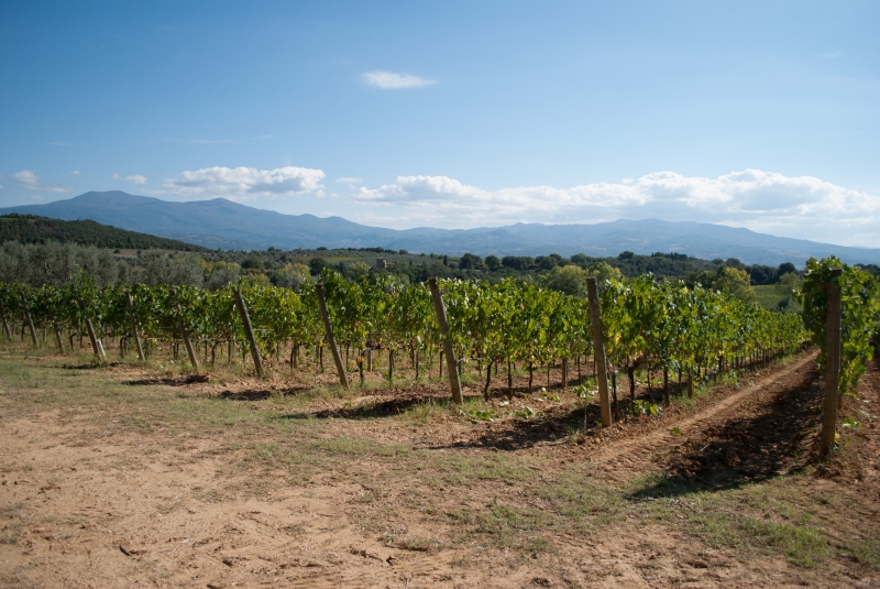 Figura 2: Vigneto nell’area meridionale di Montalcino. Sullo sfondo, a sinistra, il Monte Amiata (Fotografia dell’autore).