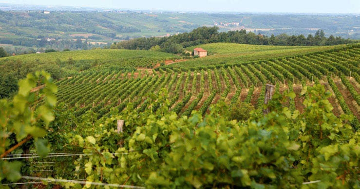 La viticoltura nella zona del Cortese (nei pressi di Gavi)